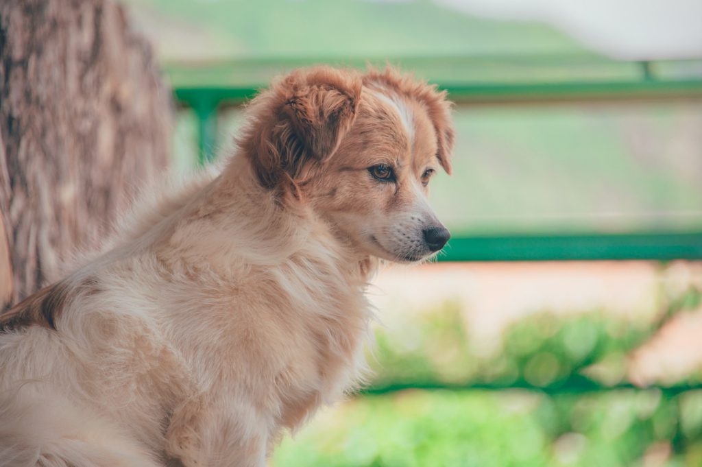 Gebeten door een hond - Schadevergoeding - Letselschadespecialist.nl